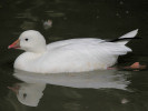 Ross's Goose (WWT Slimbridge September 2010) - pic by Nigel Key